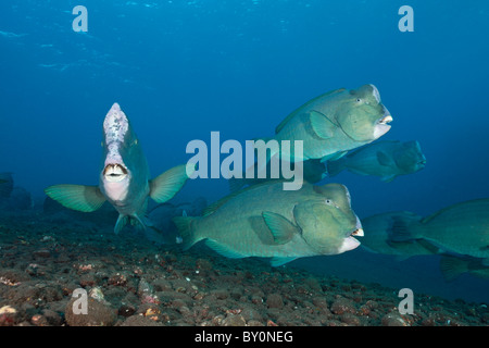 Gruppe von Büffelkopf Papageienfische, Bolbometopon Muricatum, Tulamben, Bali, Indonesien Stockfoto