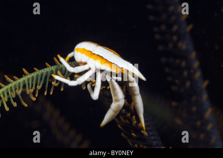 Hocken Hummer in Symbiose mit Crinoid, Allogalathea Elegans, Alam Batu, Bali, Indonesien Stockfoto