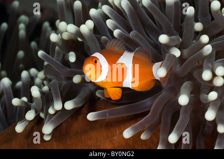 Clown Anemonenfischen, Amphiprion Ocellaris, Alam Batu, Bali, Indonesien Stockfoto