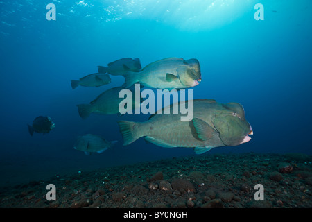 Gruppe von Büffelkopf Papageienfische, Bolbometopon Muricatum, Tulamben, Bali, Indonesien Stockfoto