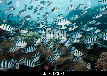 Scissor-Tail Sergeant Majors, Schulbildung Abudefduf Sexfasciatus, Beqa Lagoon, Viti Levu, Fidschi Stockfoto