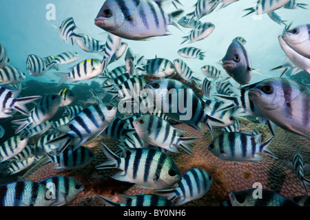 Scissor-Tail Sergeant Majors, Schulbildung Abudefduf Sexfasciatus, Beqa Lagoon, Viti Levu, Fidschi Stockfoto