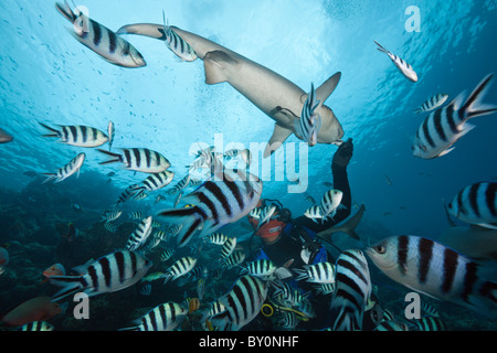 Weißspitzen-Riffhaie am Hai Fütterung, Triaenodon Obesus, Beqa Lagoon, Viti Levu, Fidschi Stockfoto