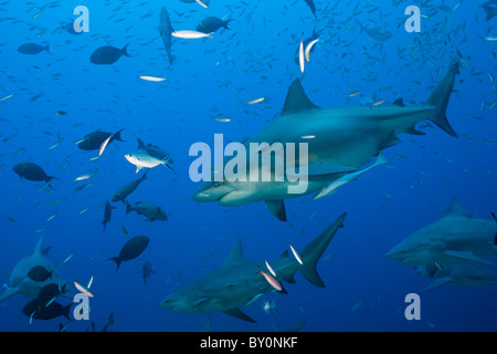 Bullenhaie, Carcharhinus Leucas, Beqa Lagoon, Viti Levu, Fidschi Stockfoto