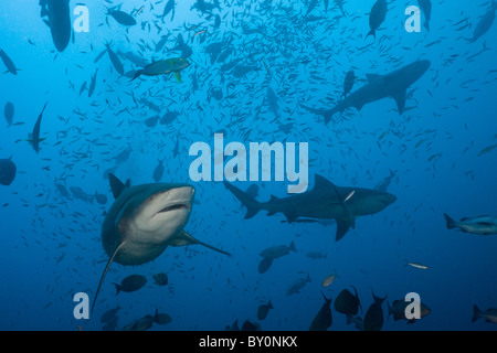 Bullenhaie, Carcharhinus Leucas, Beqa Lagoon, Viti Levu, Fidschi Stockfoto