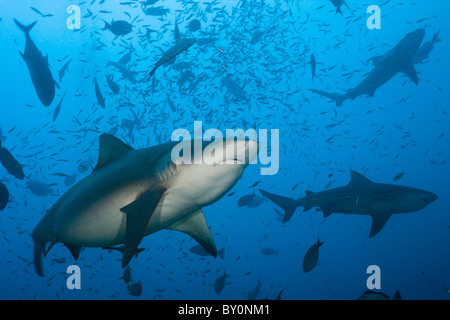 Bullenhaie, Carcharhinus Leucas, Beqa Lagoon, Viti Levu, Fidschi Stockfoto