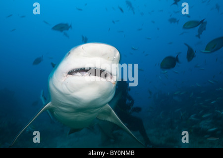 Bullenhai, Carcharhinus Leucas, Beqa Lagoon, Viti Levu, Fidschi Stockfoto