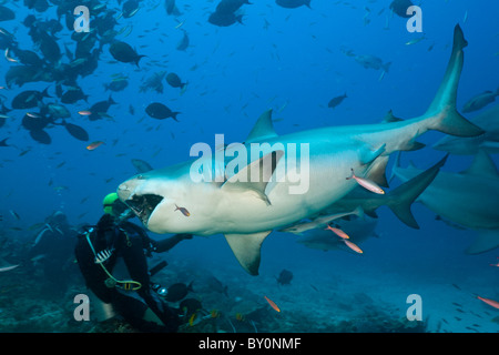 Bullenhai, Carcharhinus Leucas, Beqa Lagoon, Viti Levu, Fidschi Stockfoto