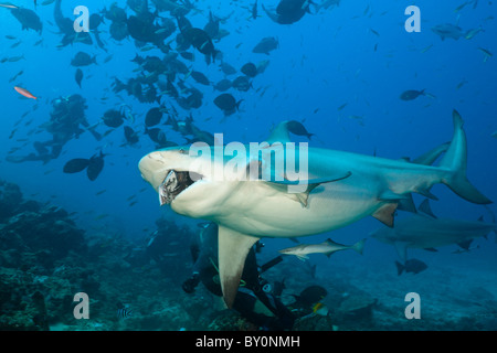 Bullenhai, Carcharhinus Leucas, Beqa Lagoon, Viti Levu, Fidschi Stockfoto