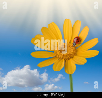 Marienkäfer auf eine gelbe Blume mit blauem Himmel Wolken und Sonnenstrahlen Stockfoto