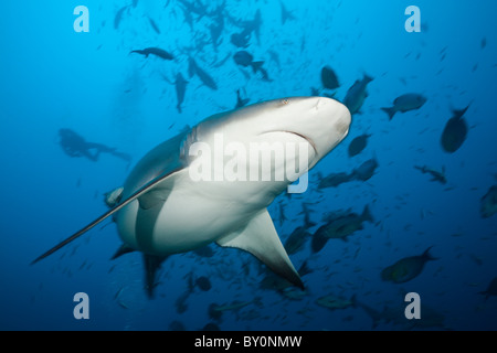 Bullenhai, Carcharhinus Leucas, Beqa Lagoon, Viti Levu, Fidschi Stockfoto