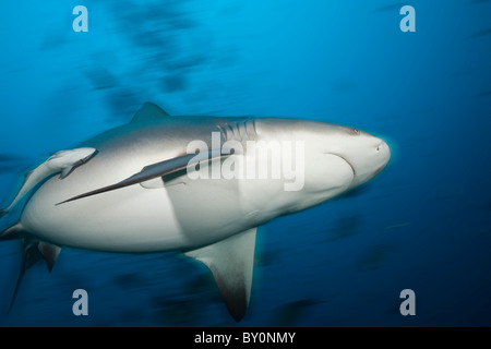 Bullenhai, Carcharhinus Leucas, Beqa Lagoon, Viti Levu, Fidschi Stockfoto