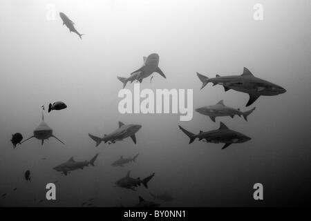 Bullenhai, Carcharhinus Leucas, Beqa Lagoon, Viti Levu, Fidschi Stockfoto