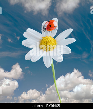 Marienkäfer auf eine weiße Blume, isoliert auf weiss Stockfoto