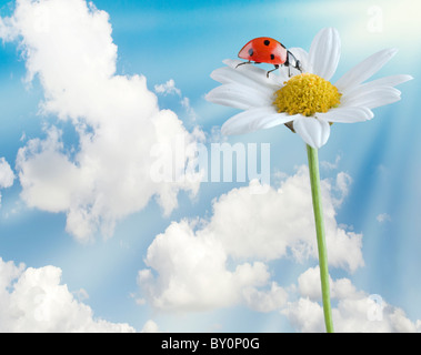 Marienkäfer auf eine weiße Blume, isoliert auf weiss Stockfoto