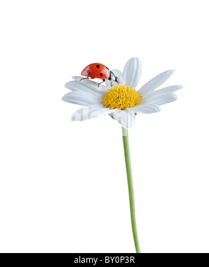 Marienkäfer auf eine weiße Blume, isoliert auf weiss Stockfoto