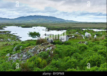 Bergschafe und windumtosten Baum auf der Straße des alten Moor, in der Nähe von Roundstone, Connemara, County Galway Stockfoto