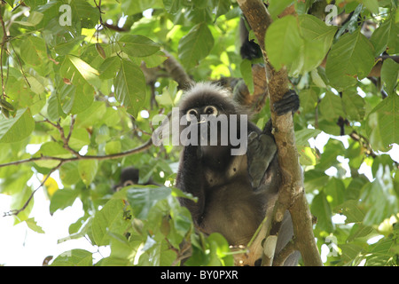 Staubige Blatt, Affe. Gibbon-Familie. Langkawi, Malaysia, 2010 Stockfoto