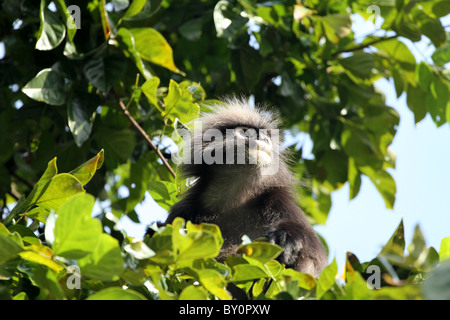 Staubige Blatt, Affe. Gibbon-Familie. Langkawi, Malaysia, 2010 Stockfoto