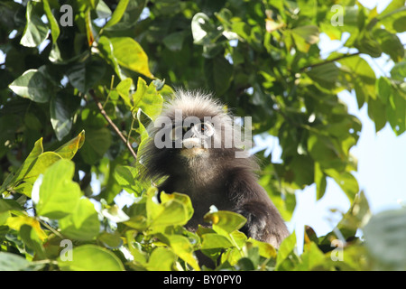 Staubige Blatt, Affe. Gibbon-Familie. Langkawi, Malaysia, 2010 Stockfoto