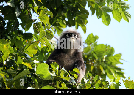 Staubige Blatt, Affe. Gibbon-Familie. Langkawi, Malaysia, 2010 Stockfoto