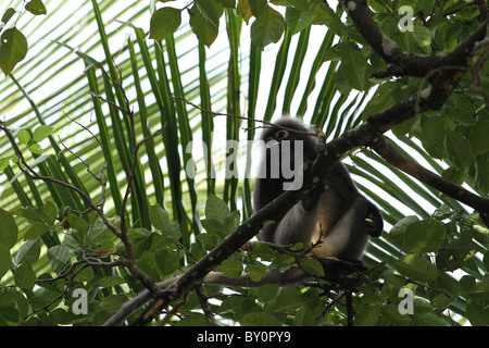 Staubige Blatt, Affe. Gibbon-Familie. Langkawi, Malaysia, 2010 Stockfoto