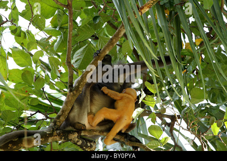 Staubige Blatt, Affe. Gibbon-Familie. Langkawi, Malaysia, 2010 Stockfoto