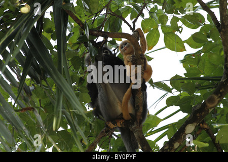 Staubige Blatt, Affe. Gibbon-Familie. Langkawi, Malaysia, 2010 Stockfoto