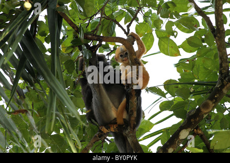 Staubige Blatt, Affe. Gibbon-Familie. Langkawi, Malaysia, 2010 Stockfoto