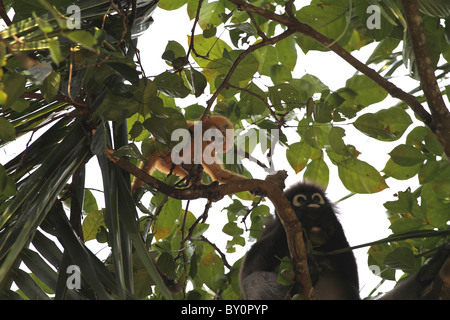 Staubige Blatt, Affe. Gibbon-Familie. Langkawi, Malaysia, 2010 Stockfoto