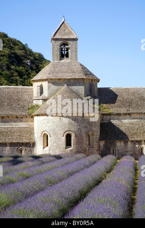 Lavendelfelder in der Abbaye de Senanque in Gordes in Provence Frankreich Stockfoto