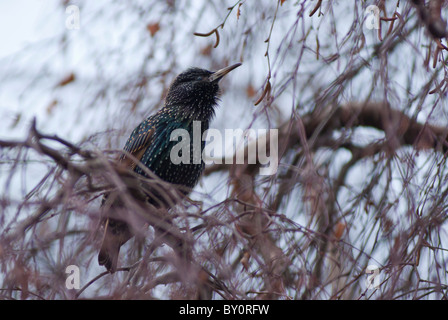 Eine erschreckende (Sturnus Vulgaris) gesehen Limerick City, Irland Stockfoto