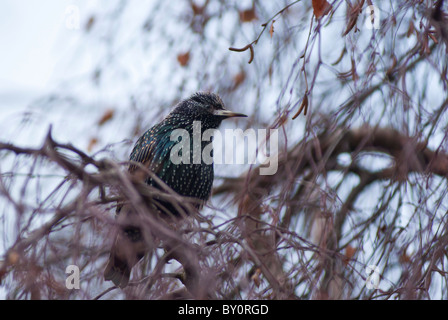 Eine erschreckende (Sturnus Vulgaris) gesehen Limerick City, Irland Stockfoto