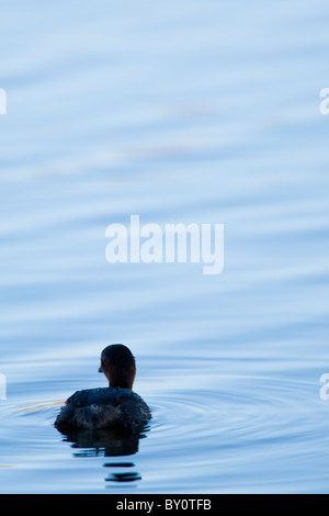 Wenig Grebe Tachybaptus Ruficollis, London, UK Stockfoto