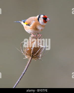 Stieglitz auf Karde Stockfoto