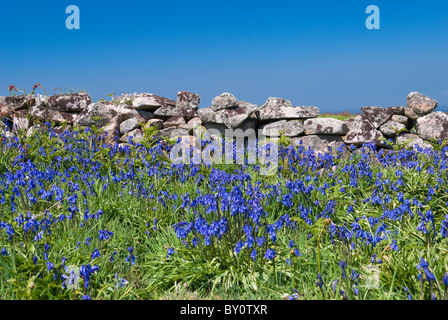 Szenen aus der Great Saltee Island, ein Sea Bird sanctuary vor der Südküste der Grafschaft Wexford. Stockfoto