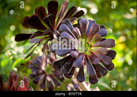 Aeonium cyclops Anlage mit Tau auf der Blätter, in die Collector's Earl Gärten in Arundel Castle gelegen, West Sussex, Großbritannien Stockfoto