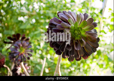 Aeonium Gewächshausanlagen cyclops Werk in "Die Collector's Earl'Gärten in Arundel Castle, West Sussex, UK gelegen Stockfoto