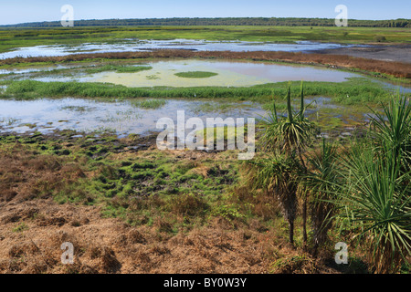 Fogg Dam Conservation Reserve, in der Nähe von Darwin, Northern Territory Stockfoto