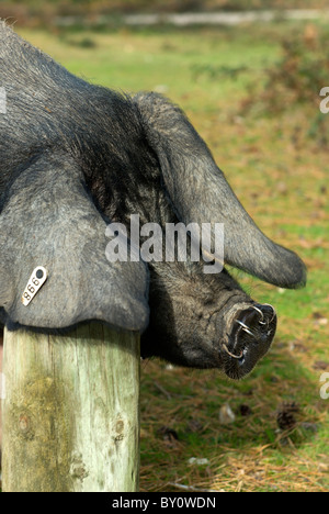 Ein Schwein verwendet einen Beitrag zum Scratchen im New Forest National Park Stockfoto