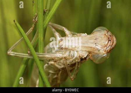 Mauser der Libelle Nymphe in der Nähe von Malwan, Konkan, Maharashtra, Indien. HORIZONTALES BILD. Stockfoto