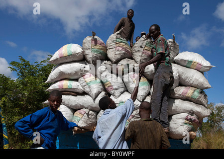 MECATI Wald, in der Nähe von NAMPULA, Mosambik, Mai 2010: Holzkohle Händler sammelt Taschen von Holzkohle aus Dorf Produzenten zu verkaufen. Stockfoto