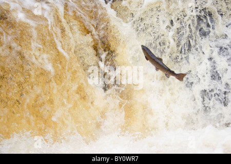 Springende Lachse am Wasserfall, stainforth Kraft, Yorkshire, Großbritannien Stockfoto