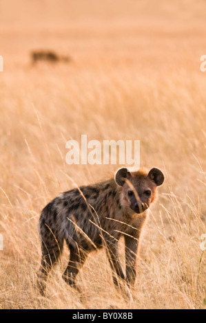 Entdeckt von Hyänen (Crocuta Crocuta) mit blutigen Kopf Gras mit Impala in Hintergrund - Masai Mara National Reserve, Kenia Stockfoto