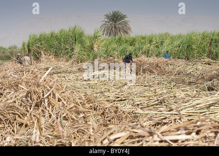 Schuss der Arbeitnehmer schneiden Zuckerrohr-Ernte in Feld in Mittelägypten Stockfoto