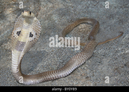 SPECTACLED COBRA. Naja Naja. Giftige, gemeinsame. Giftnattern, Pune. Stockfoto