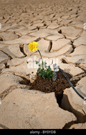 kleine Pflanze mit gelben Blüten geknackt Boden mit Tröpfchenbewässerung Stockfoto