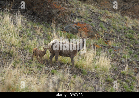 Mutter, Elche und neugeborene Kalb am Berghang Stockfoto