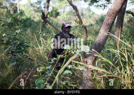 MUECATE WALDRESERVAT, in der Nähe von NAMPULA, Mosambik, Mai 2010: Lizenziert Holzkohle Entscheidungsträger, arbeiten im Inneren des Forest Reservats. Stockfoto