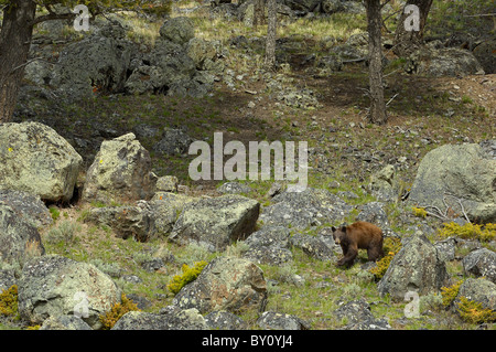 Zimt-farbigen schwarzen Bären in Felsbrocken übersäte Landschaft. Stockfoto